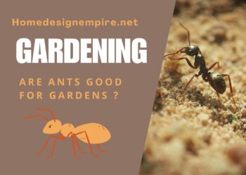 are ants good for gardens